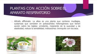 PLANTAS CON ACCIÓN SOBREEL
APARATO RESPIRATORIO
Althafa offficinalis: La altea es una planta que contiene mucílagos,
sustancias que consisten en polisacáridos heterogéneos que tienen
acción sobre los tejidos: emoliente, mejorante de la suavidad y de
elasticidad, reduce la sensibilidad; indicaciones: bronquitis con tos seca.
 