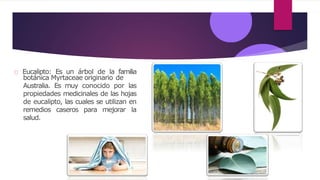 Eucalipto: Es un árbol de la familia
botánica Myrtaceae originario de
Australia. Es muy conocido por las
propiedades medicinales de las hojas
de eucalipto, las cuales se utilizan en
remedios caseros para mejorar la
salud.
 