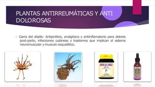 PLANTAS ANTIRREUMÁTICAS Y ANTI
DOLOROSAS
Garra del diablo: Antipirético, analgésico y antiinflamatorio para dolores
post-parto, infecciones cutáneas y trastornos que implican el sistema
neuromuscular ymusculo esquelético.
 