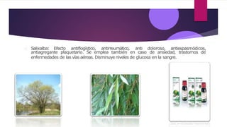 Salixalba: Efecto antiflogístico, antirreumático, anti doloroso, antiespasmódicos,
antiagregante plaquetario. Se emplea también en caso de ansiedad, trastornos de
enfermedades de las vías aéreas. Disminuye niveles de glucosa en la sangre.
 