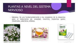 PLANTAS A NIVEL DEL SISTEMA
NERVIOSO
Valeriana: Se une fundamentalmente a los receptores de la dopamina
para el tratamiento de: ansiedad, insomnio, trastornos gastro
intestinales, calambres, cefaleas.
 