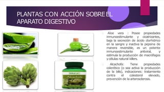 PLANTAS CON ACCIÓN SOBREEL
APARATO DIGESTIVO
Aloe vera : Posee propiedades
inmunoestimulante y cicatrizantes,
baja la secreción de ácido clorhídrico
en la sangre y inactiva la pepsina de
manera reversible, es un potente
inmunoestimulante antiviral, y
estimula la producción de macrófagos
ycélulas natural killers.
Alcachofa: Tiene propiedades
colerético (o sea activa la producción
de la bilis), indicaciones: tratamiento
contra el colesterol elevado,
prevención de la arterosclerosis.
 