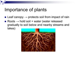 Importance of plants
   Leaf canopy → protects soil from impact of rain
   Roots → hold soil + water (water released
    gradually to soil below and nearby streams and
    lakes)
 
