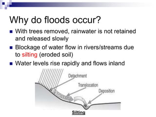 Why do floods occur?
   With trees removed, rainwater is not retained
    and released slowly
   Blockage of water flow in rivers/streams due
    to silting (eroded soil)
   Water levels rise rapidly and flows inland




                         Silting
 
