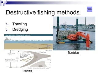 Destructive fishing methods
1.   Trawling
2.   Dredging




                      Dredging




          Trawling
 