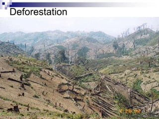 Deforestation
 