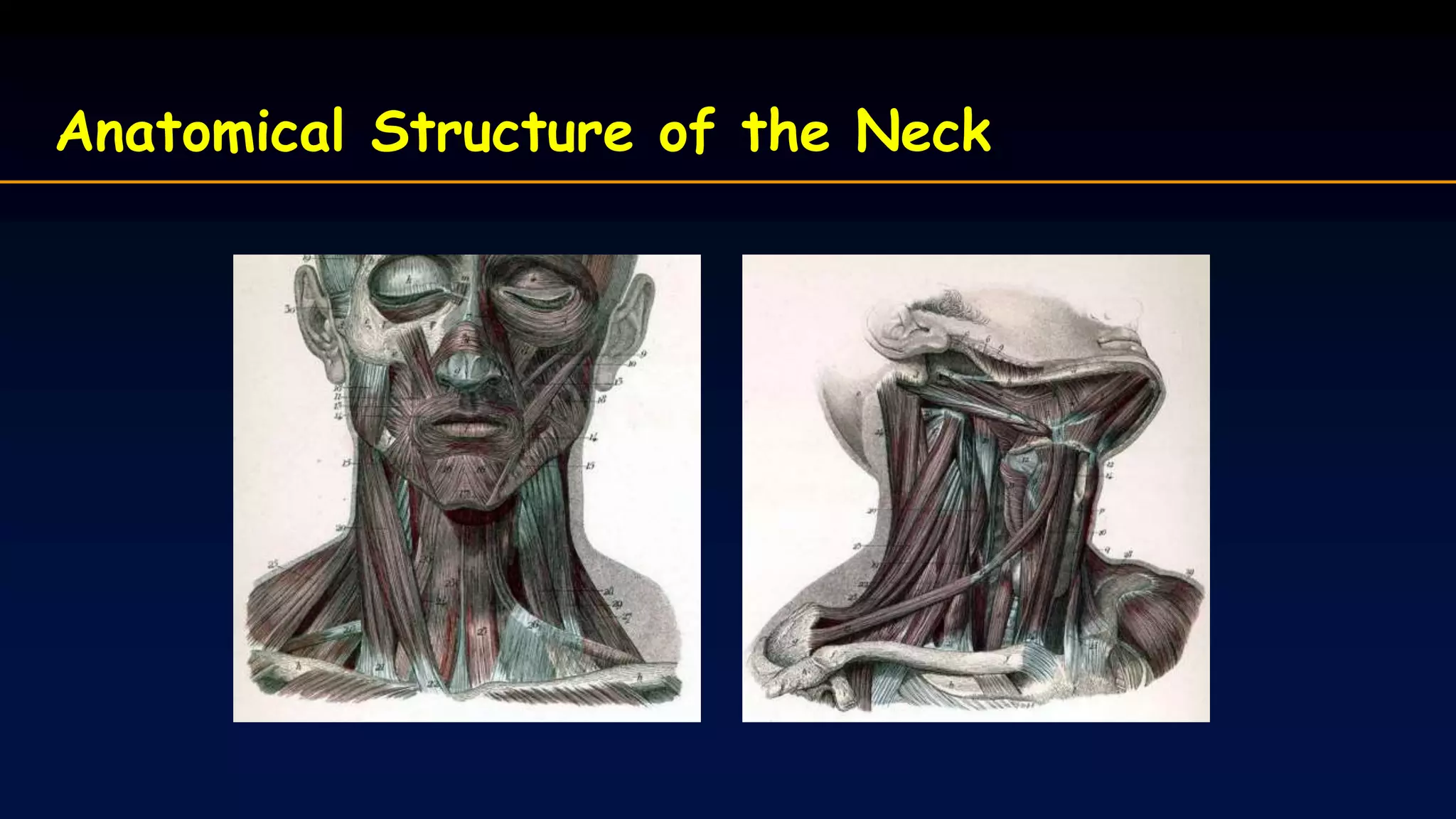 Anatomical Structure of the Neck
 