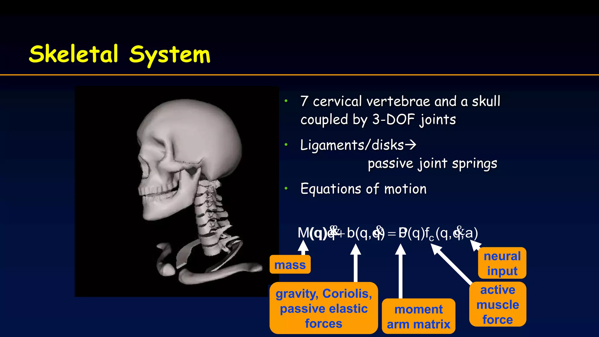 Skeletal System
• 7 cervical vertebrae and a skull
coupled by 3-DOF joints
• Ligaments/disks
passive joint springs
• Equations of motion
0)qb(q,qM(q)  
moment
arm matrix
active
muscle
force
neural
inputmass
a),q(q,P(q)f)qb(q,qM(q) c
 
gravity, Coriolis,
passive elastic
forces
 