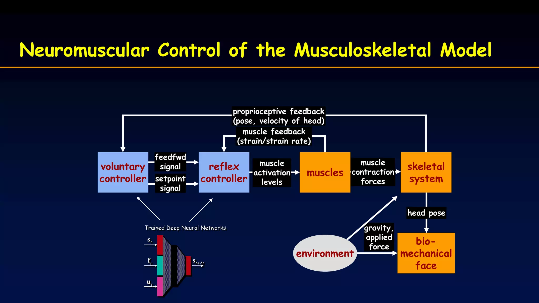 Neuromuscular Control of the Musculoskeletal Model
muscles
muscle
contraction
forces
skeletal
system
environment
gravity,
applied
force
bio-
mechanical
face
head pose
voluntary
controller
feedfwd
signal
setpoint
signal
proprioceptive feedback
(pose, velocity of head)
reflex
controller
muscle
activation
levels
muscle feedback
(strain/strain rate)
ts
tf
tu
tt s
Trained Deep Neural Networks
 