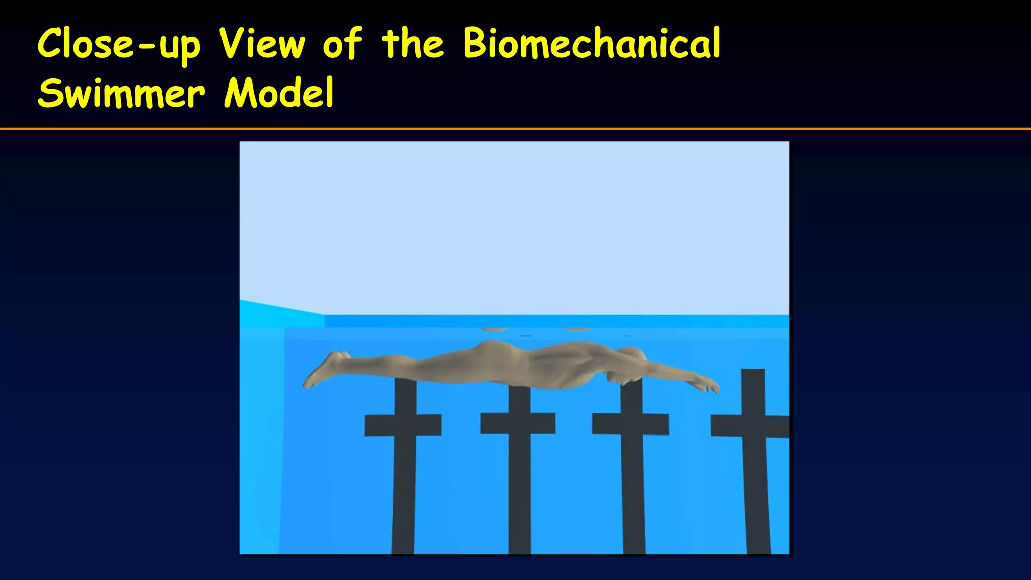 Close-up View of the Biomechanical
Swimmer Model
 