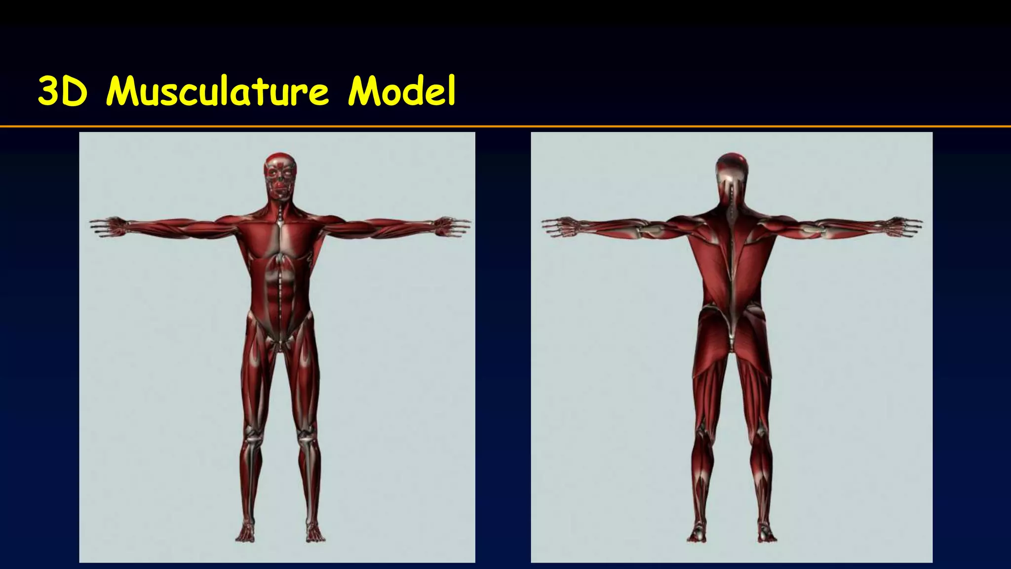 3D Musculature Model
 