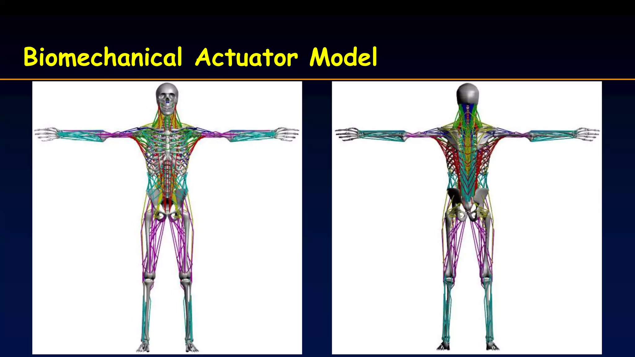 Biomechanical Actuator Model
 