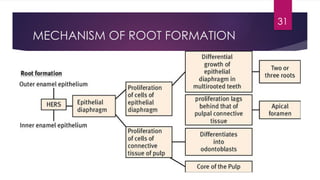 1 Development & Growth of the parts of the body and body parts | PPTX