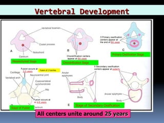 1) Development of Spinal Cord & Vertebral Col. 2017-2018.pdf