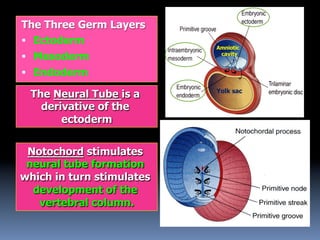 1) Development of Spinal Cord & Vertebral Col. 2017-2018.pdf