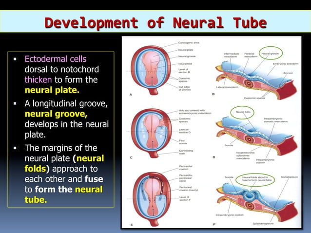 1) Development of Spinal Cord & Vertebral Col. 2017-2018.pdf