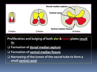 1) Development of Spinal Cord & Vertebral Col. 2017-2018.pdf