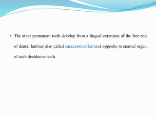  The other permanent teeth develop from a lingual extension of the free end
of dental lamina( also called successional lamina) opposite to enamel organ
of each deciduous teeth.
 