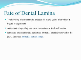 Fate of Dental Lamina
 Total activity of dental lamina exceeds for over 5 years, after which it
begins to degenerate.
 As teeth develops, they lose their connections with dental lamina.
 Remnants of dental lamina persists as epithelial islands/pearls within the
jaws, known as epithelial rests of serres.
 