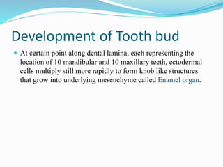 Development of Tooth bud
 At certain point along dental lamina, each representing the
location of 10 mandibular and 10 maxillary teeth, ectodermal
cells multiply still more rapidly to form knob like structures
that grow into underlying mesenchyme called Enamel organ.
 
