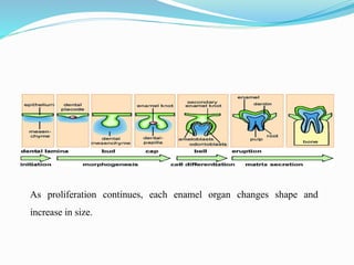 As proliferation continues, each enamel organ changes shape and
increase in size.
 