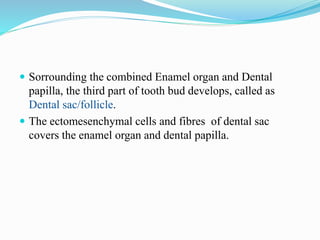  Sorrounding the combined Enamel organ and Dental
papilla, the third part of tooth bud develops, called as
Dental sac/follicle.
 The ectomesenchymal cells and fibres of dental sac
covers the enamel organ and dental papilla.
 