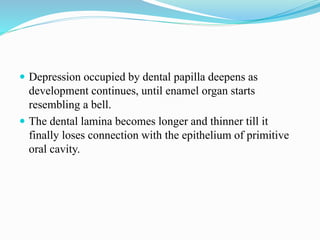  Depression occupied by dental papilla deepens as
development continues, until enamel organ starts
resembling a bell.
 The dental lamina becomes longer and thinner till it
finally loses connection with the epithelium of primitive
oral cavity.
 