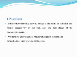2- Proliferation:
 Enhanced proliferative activity ensues at the points of initiation and
results successively in the bud, cap, and bell stages of the
odontogenic organ.
 Proliferative growth causes regular changes in the size and
proportions of then growing tooth germ.
 