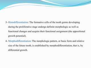 3- Histodifferentiation: The formative cells of the tooth germs developing
during the proliferative stage undergo definite morphologic as well as
functional changes and acquire their functional assignment (the appositional
growth potential).
4- Morphodifferentiation: The morphologic pattern, or basic form and relative
size of the future tooth, is established by morphodifferentiation, that is, by
differential growth.
 