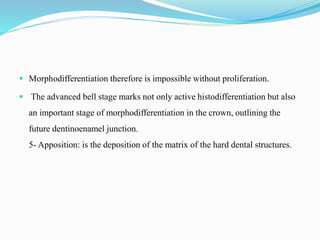  Morphodifferentiation therefore is impossible without proliferation.
 The advanced bell stage marks not only active histodifferentiation but also
an important stage of morphodifferentiation in the crown, outlining the
future dentinoenamel junction.
5- Apposition: is the deposition of the matrix of the hard dental structures.
 