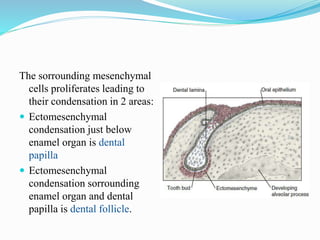 The sorrounding mesenchymal
cells proliferates leading to
their condensation in 2 areas:
 Ectomesenchymal
condensation just below
enamel organ is dental
papilla
 Ectomesenchymal
condensation sorrounding
enamel organ and dental
papilla is dental follicle.
 