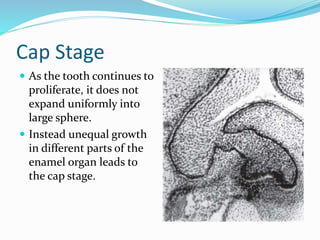 Cap Stage
 As the tooth continues to
proliferate, it does not
expand uniformly into
large sphere.
 Instead unequal growth
in different parts of the
enamel organ leads to
the cap stage.
 