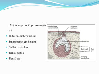 At this stage, tooth germ consists
of:
 Outer enamel epithelium
 Inner enamel epithelium
 Stellate reticulum
 Dental papilla
 Dental sac
 