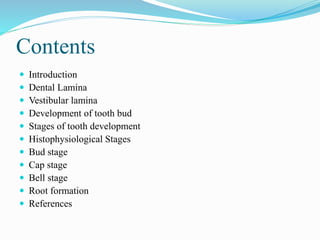 Contents
 Introduction
 Dental Lamina
 Vestibular lamina
 Development of tooth bud
 Stages of tooth development
 Histophysiological Stages
 Bud stage
 Cap stage
 Bell stage
 Root formation
 References
 