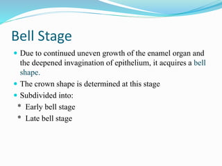 Bell Stage
 Due to continued uneven growth of the enamel organ and
the deepened invagination of epithelium, it acquires a bell
shape.
 The crown shape is determined at this stage
 Subdivided into:
* Early bell stage
* Late bell stage
 