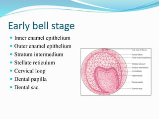 Early bell stage
 Inner enamel epithelium
 Outer enamel epithelium
 Stratum intermedium
 Stellate reticulum
 Cervical loop
 Dental papilla
 Dental sac
 