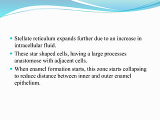  Stellate reticulum expands further due to an increase in
intracellular fluid.
 These star shaped cells, having a large processes
anastomose with adjacent cells.
 When enamel formation starts, this zone starts collapsing
to reduce distance between inner and outer enamel
epithelium.
 