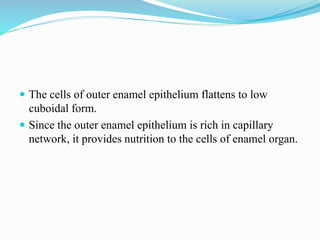  The cells of outer enamel epithelium flattens to low
cuboidal form.
 Since the outer enamel epithelium is rich in capillary
network, it provides nutrition to the cells of enamel organ.
 