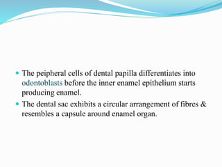  The peipheral cells of dental papilla differentiates into
odontoblasts before the inner enamel epithelium starts
producing enamel.
 The dental sac exhibits a circular arrangement of fibres &
resembles a capsule around enamel organ.
 