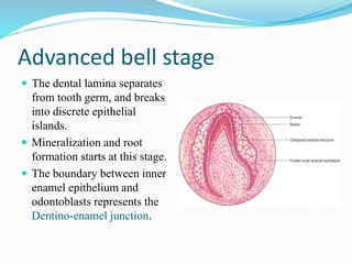 Advanced bell stage
 The dental lamina separates
from tooth germ, and breaks
into discrete epithelial
islands.
 Mineralization and root
formation starts at this stage.
 The boundary between inner
enamel epithelium and
odontoblasts represents the
Dentino-enamel junction.
 