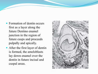  Formation of dentin occurs
first as a layer along the
future Dentino enamel
junction in the region of
future cusps and proceeds
pulpally and apically.
 After the first layer of dentin
is formed, the ameloblasts
lay down enamel over the
dentin in future incisal and
cuspal areas.
 