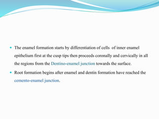  The enamel formation starts by differentiation of cells of inner enamel
epithelium first at the cusp tips then proceeds coronally and cervically in all
the regions from the Dentino-enamel junction towards the surface.
 Root formation begins after enamel and dentin formation have reached the
cemento-enamel junction.
 