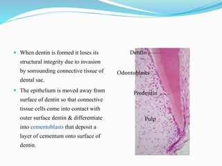  When dentin is formed it loses its
structural integrity due to invasion
by sorrounding connective tissue of
dental sac.
 The epithelium is moved away from
surface of dentin so that connective
tissue cells come into contact with
outer surface dentin & differentiate
into cementoblasts that deposit a
layer of cementum onto surface of
dentin.
Dentin
Odontoblasts
Predentin
Pulp
 