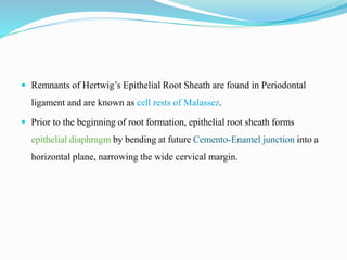  Remnants of Hertwig’s Epithelial Root Sheath are found in Periodontal
ligament and are known as cell rests of Malassez.
 Prior to the beginning of root formation, epithelial root sheath forms
epithelial diaphragm by bending at future Cemento-Enamel junction into a
horizontal plane, narrowing the wide cervical margin.
 