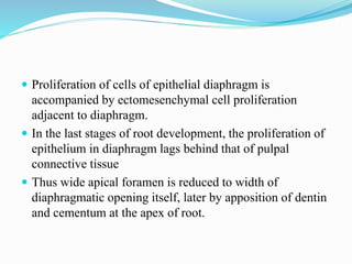  Proliferation of cells of epithelial diaphragm is
accompanied by ectomesenchymal cell proliferation
adjacent to diaphragm.
 In the last stages of root development, the proliferation of
epithelium in diaphragm lags behind that of pulpal
connective tissue
 Thus wide apical foramen is reduced to width of
diaphragmatic opening itself, later by apposition of dentin
and cementum at the apex of root.
 