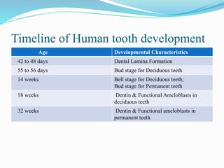 Timeline of Human tooth development
Age Developmental Characteristics
42 to 48 days Dental Lamina Formation
55 to 56 days Bud stage for Deciduous teeth
14 weeks Bell stage for Deciduous teeth;
Bud stage for Permanent teeth
18 weeks Dentin & Functional Ameloblasts in
deciduous teeth
32 weeks Dentin & Functional ameloblasts in
permanent teeth
 