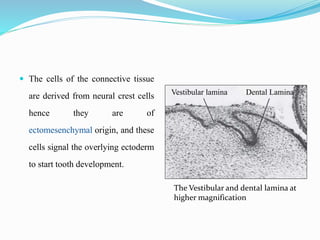  The cells of the connective tissue
are derived from neural crest cells
hence they are of
ectomesenchymal origin, and these
cells signal the overlying ectoderm
to start tooth development.
The Vestibular and dental lamina at
higher magnification
Vestibular lamina Dental Lamina
 