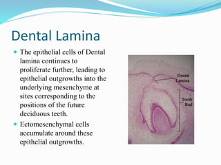 Dental Lamina
 The epithelial cells of Dental
lamina continues to
proliferate further, leading to
epithelial outgrowths into the
underlying mesenchyme at
sites corresponding to the
positions of the future
deciduous teeth.
 Ectomesenchymal cells
accumulate around these
epithelial outgrowths.
 