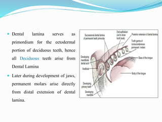  Dental lamina serves as
primordium for the ectodermal
portion of deciduous teeth, hence
all Deciduous teeth arise from
Dental Lamina
 Later during development of jaws,
permanent molars arise directly
from distal extension of dental
lamina.
 