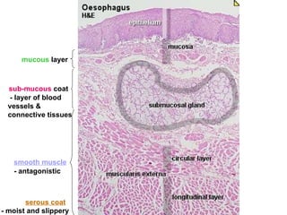 serous coat - moist and slippery - layer of blood vessels & connective tissues - antagonistic smooth muscle sub-mucous  coat mucous  layer 